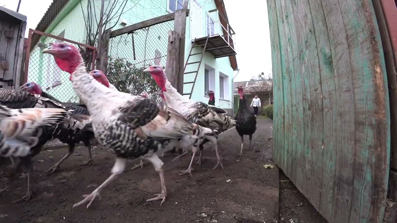 Animal life in the countryside. Turkeys chickens geese and ducks in the yard 