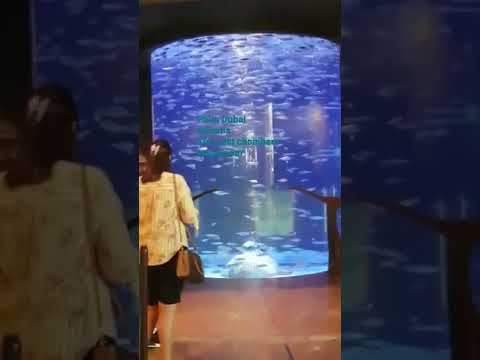 Atlantis# Palm Dubai# The Lost chambers aquarium🧜‍♀️🐋🐳🐬🐟🦈🐠🐡# Dubai