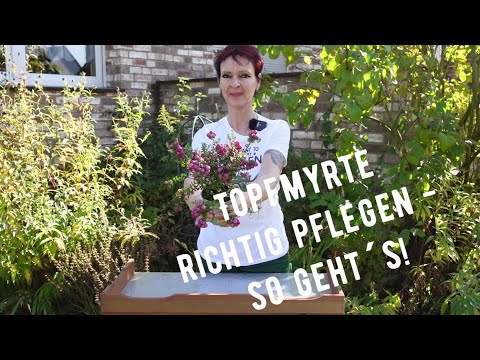 Video: Pernettya-Pflanzenpflege - Erfahren Sie, wie man einen Pernettya-Busch anbaut