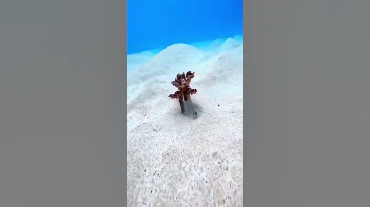 Have you seen a running octopus 🐙 || #shorts #viral #views #octopus