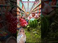 Papa Sumo Belanja Semangka 🍉⁉️ @Nastyaa Milky 0.1