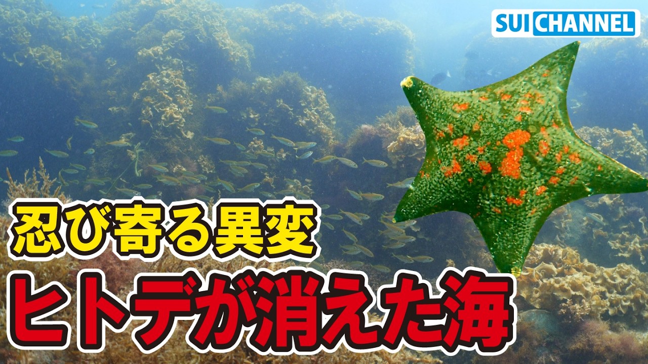 Starfish have disappeared from the ocean. Something strange is