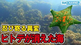 Starfish have disappeared from the ocean. Something strange is