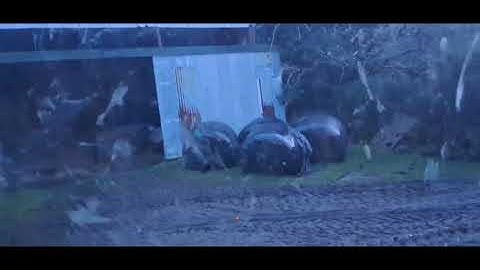 Tough Start, Happy Finish: Difficult Lambing, Silage Run & a Sweet New Lamb