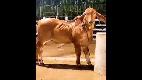 bibit sapi yang di incar peternak dunia