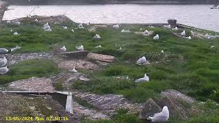 Lough Neagh: Torpedo Platform12/05/24