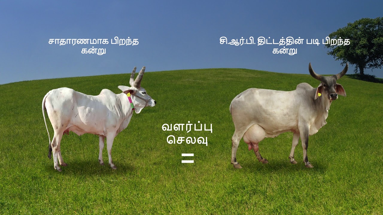 Calf Rearing Programme Tamil YouTube Calf Rearing Programme Tamil YouTube