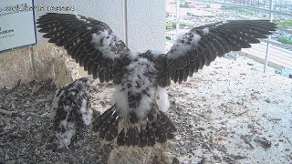 Osaka Peregrine Falcons/2024-05-15/Chicks are improving