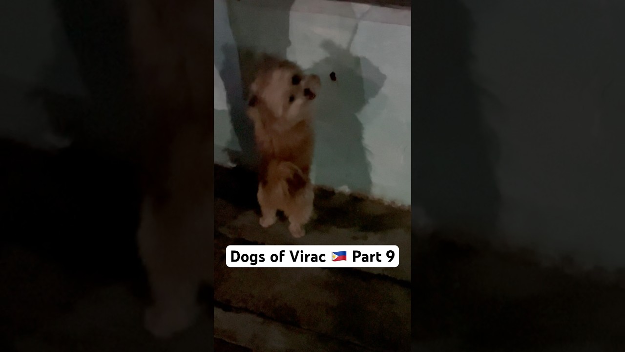 Dogs of Virac during PH 🇵🇭 travels - Part 9 