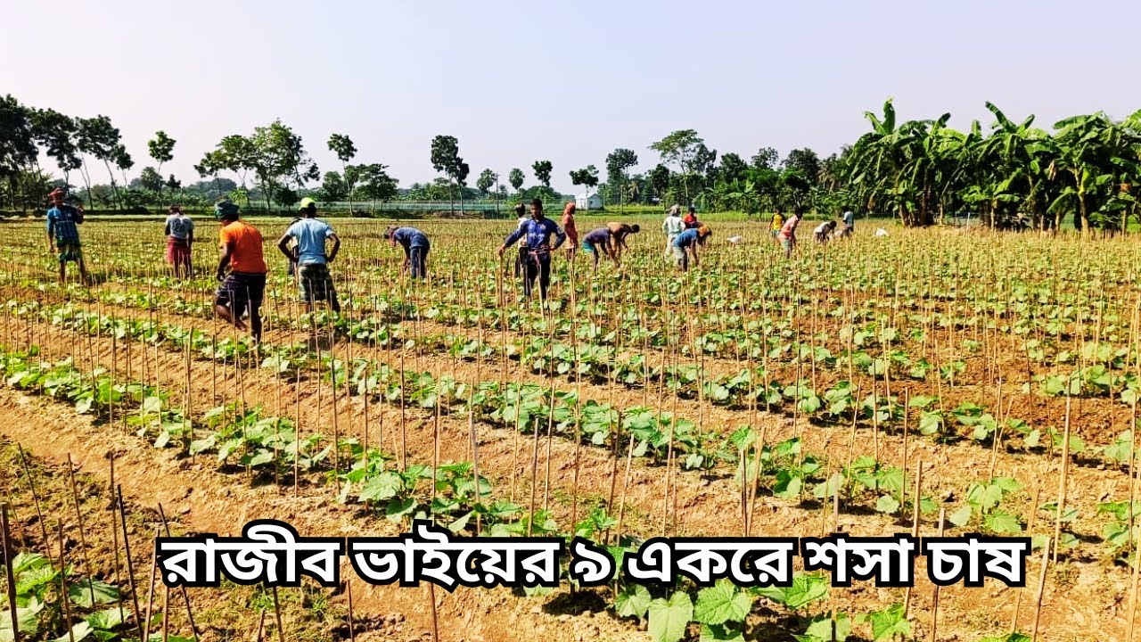 এক নজরে ৯ একরের কৃষি সাম্রাজ্য || cucumber cultivation || cucumber.