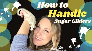 How to Handle Sugar Gliders | how to hold a sugar glider screenshot 3