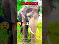 Abhimanyu 🔥 Bagheera 😧 searching for tiger #elephant #abhimanyu #capture #tiger