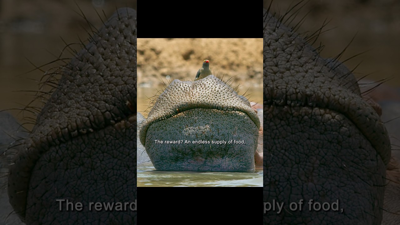 Езда на гигантах за еду 