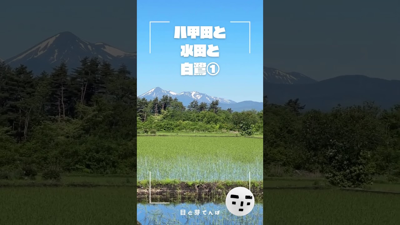 八甲田山と水田と白鷺①｜Mt. Hakkoda, Rice Paddies, and an Egret ①