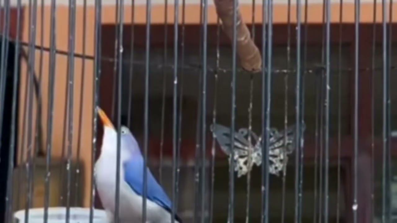 Rambatan Paruh Merah Gacor GAK ADA OBAT Cocok Buat Masteran Burung Gantangan 16 November 2025