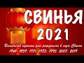 ЧТО ЖДЕТ СВИНЬЮ В 2021 ГОД БЫКА - ГОРОСКОП НА 2021 ГОД ПО ГОДУ РОЖДЕНИЯ