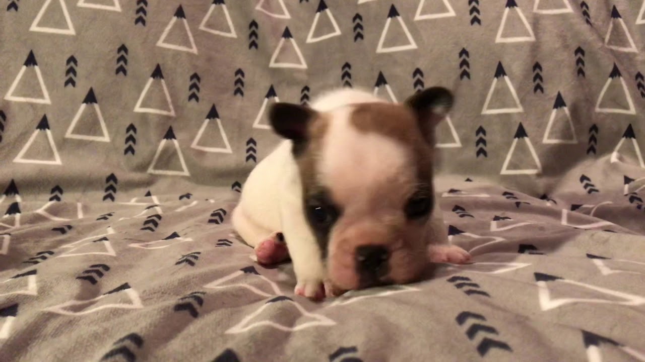 French Bulldog Puppy! T2TB _Frenchie_Lovers On Instagram. 