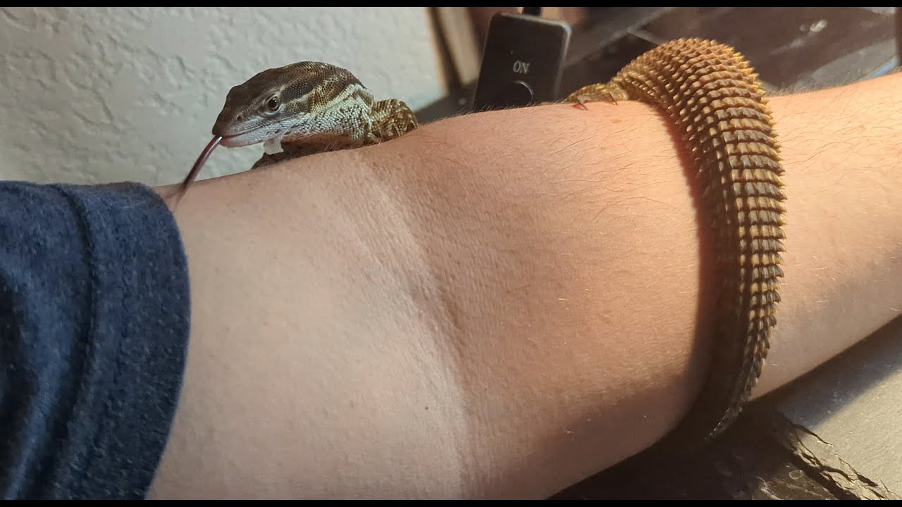 Receptibility to sound, the filter, and voice cues. (Ackie Monitor)