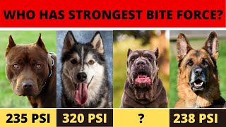 Top 15 Dogs with Strongest Bite Force | Comparison List