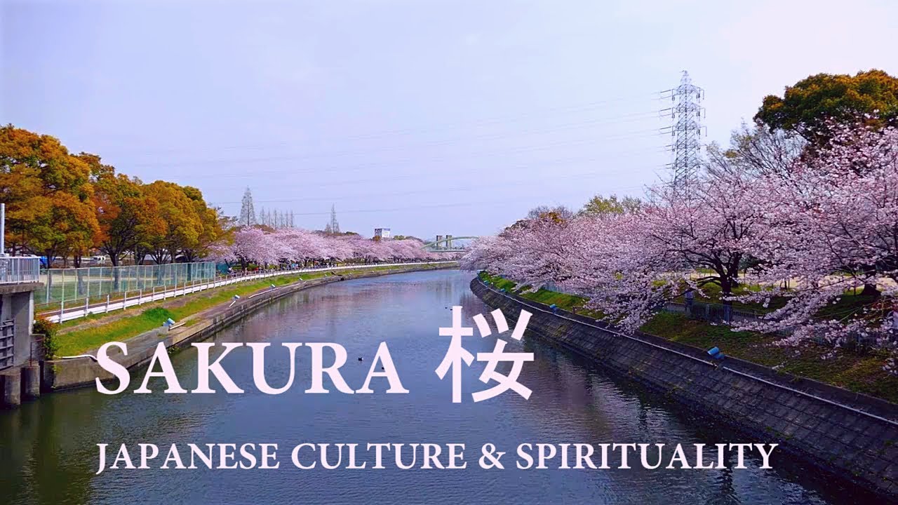 Japan Cherry Blossom "SAKURA" JAPANESE CULTURE AND SPIRITUALITY