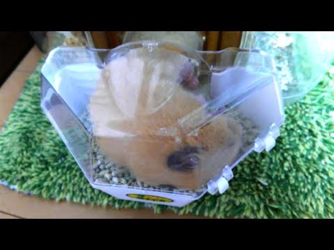 hamsters-sleeping-in-the-toilet-are-too-cute【funny-&-cute-hamster-make-your-feel-at-ease】