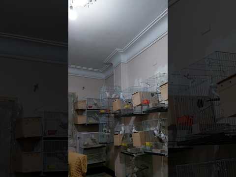 توالف الطيور بمزرعتى