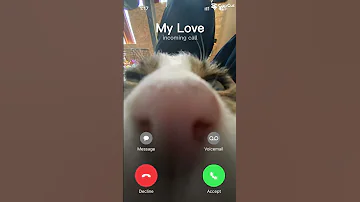 Cat IPhone Ringtone Remix 