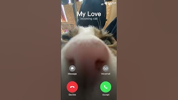 Cat iPhone ringtone remix
