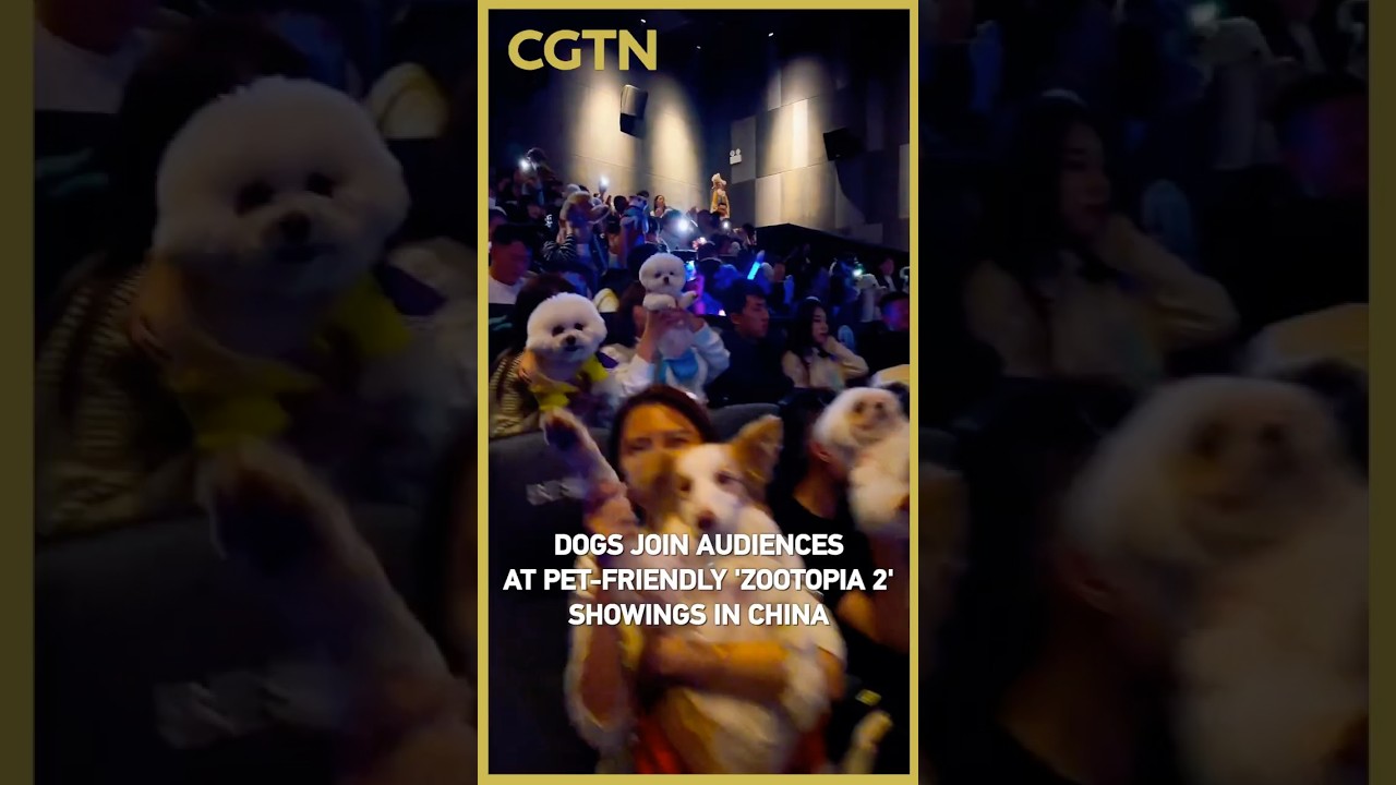 Dogs join audiences at pet-friendly 'Zootopia 2' showings in China