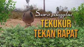 Panggilan Suara Tekukur Tekan Rapat