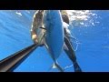 Spearfishing Best Moments - Sound FX - November 2014