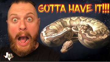 Ball Python Gene Spotlight: GHI Gotta Have IT!