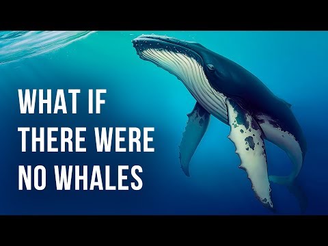 Video: Why Are Whales Disappearing?