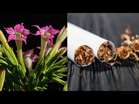 Video: Le piante di tabacco sono illegali?