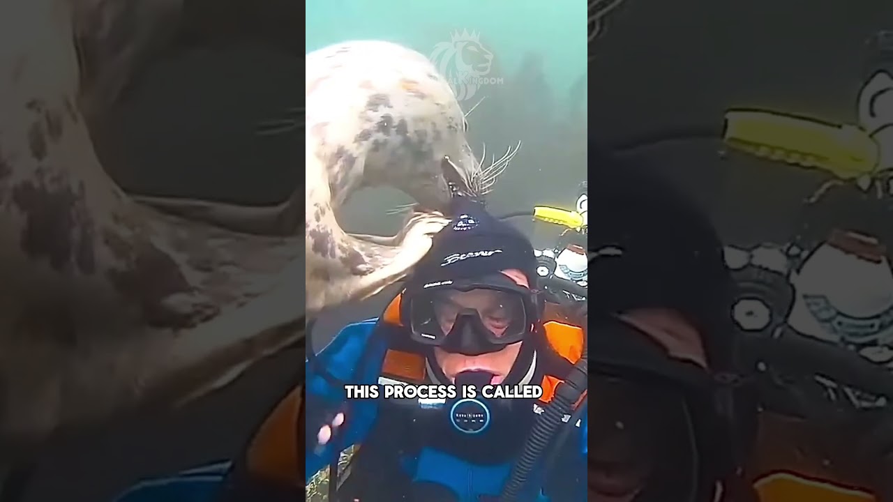 Diver ATTACKED by seal 