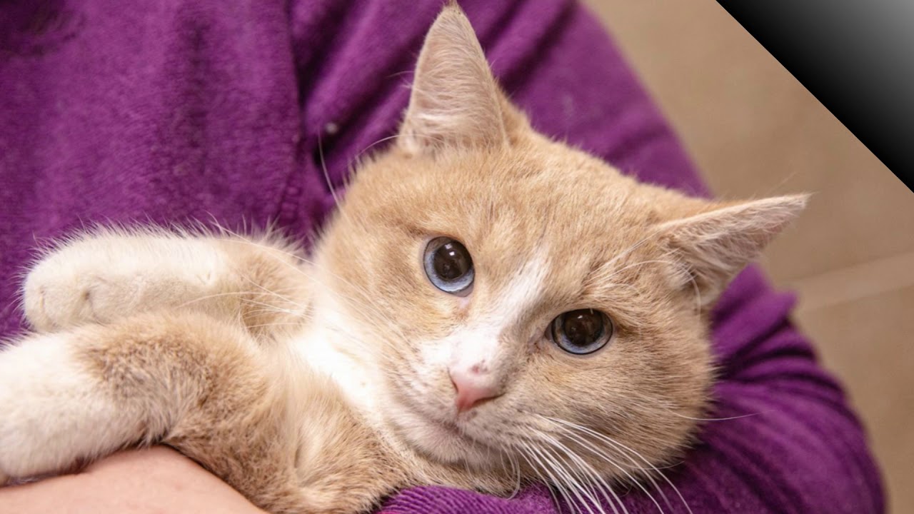 Где находится Энгельс? 🐱😺🐕 - YouTube