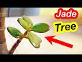 Update on my Jade tree + Pruning by leaves