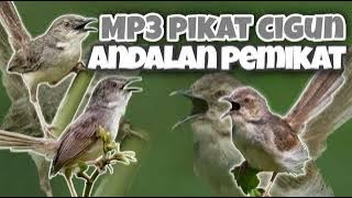 SUARA PIKAT CIBLEK GUNUNG AMPUH !!
