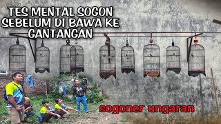 TES MENTAL SOGON - UCM ( Komunitas Pecinta Sogon Ungaran ) SEMARANG