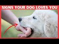 7 secret signs your dog loves you but you dont know