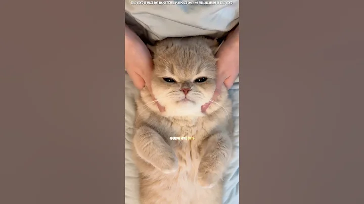 Watch the video about Test your Cat's trust ❤️🤗 #cat #growwithcats #pets #catsfamily #facts #pets #funny #catsfamily