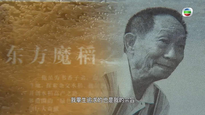 星期日档案 - 杂交水稻之父－袁隆平 - 天天要闻