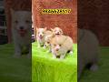 Corgi puppies available in kerala #shorts