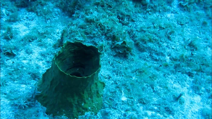 Scuba Diving in Great Exuma, Bahamas 2011