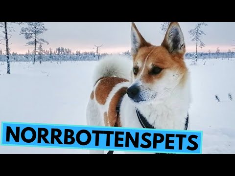 Video:  Norrbottenspets