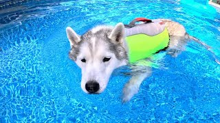 ALL the Dogs Go Swimming In the Pool Today!  It's a HOT One!