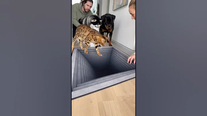 Video 11711741: bengal cat, cat first, pets
