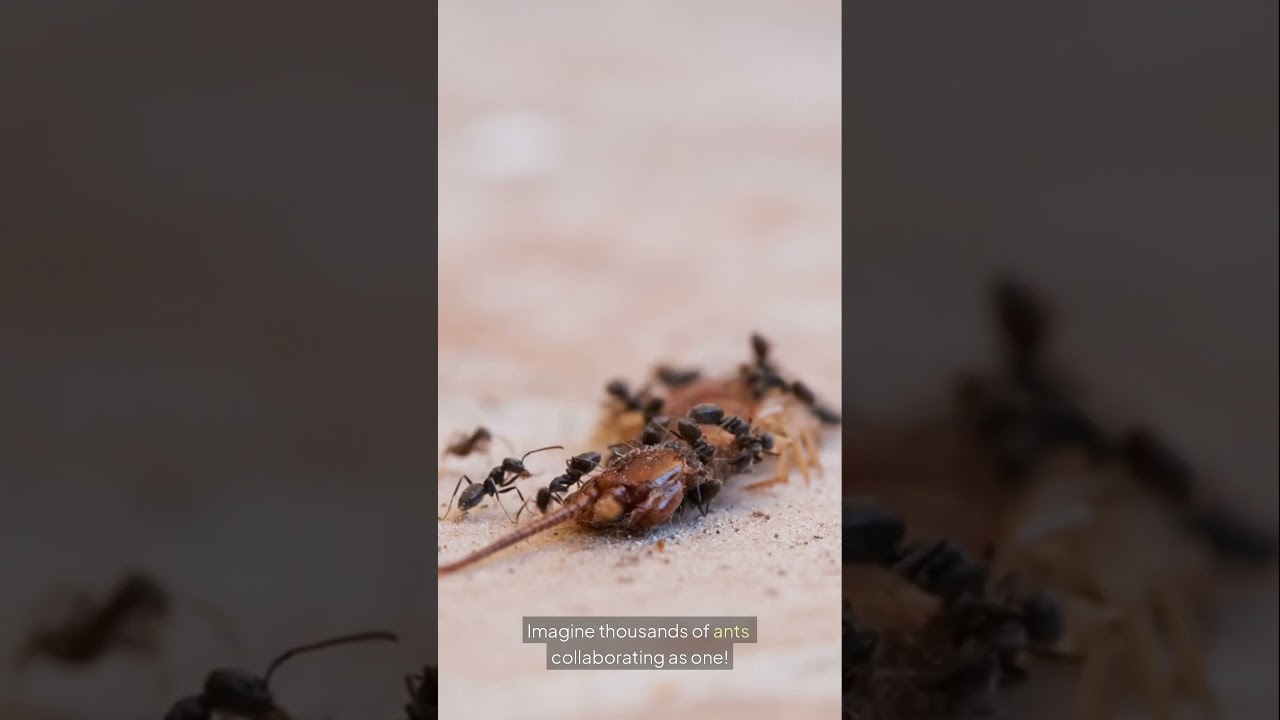 Unveiling the Marvels of Ant Architecture: Nature's Tiny Engineers