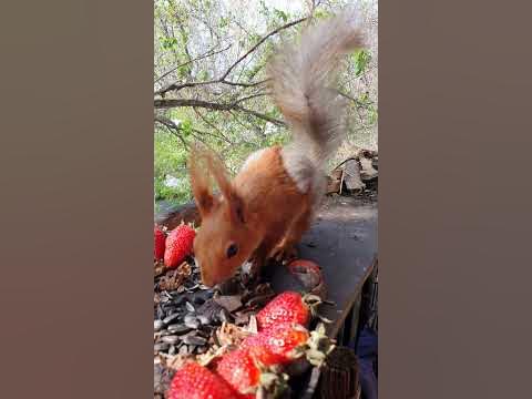 Кормящая белка ест много. - YouTube