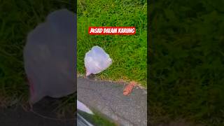 penemuan j4sad dalam karung #berita #news #viral #penemuan